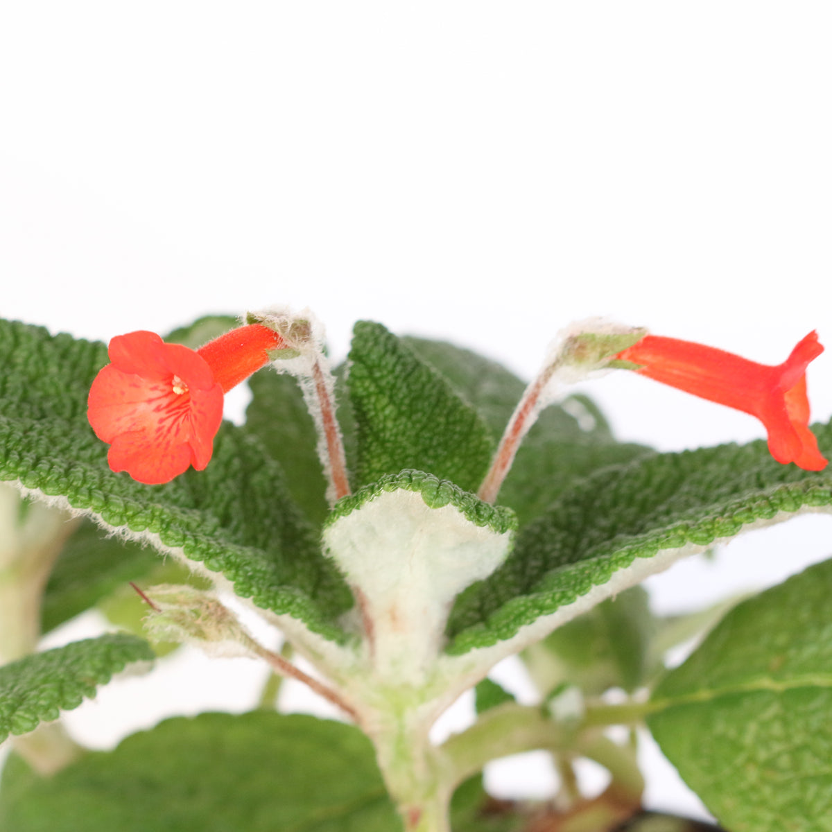 Flower Blooms of Emerald Forest Sinningia Bullata (Florianópolis Plant)