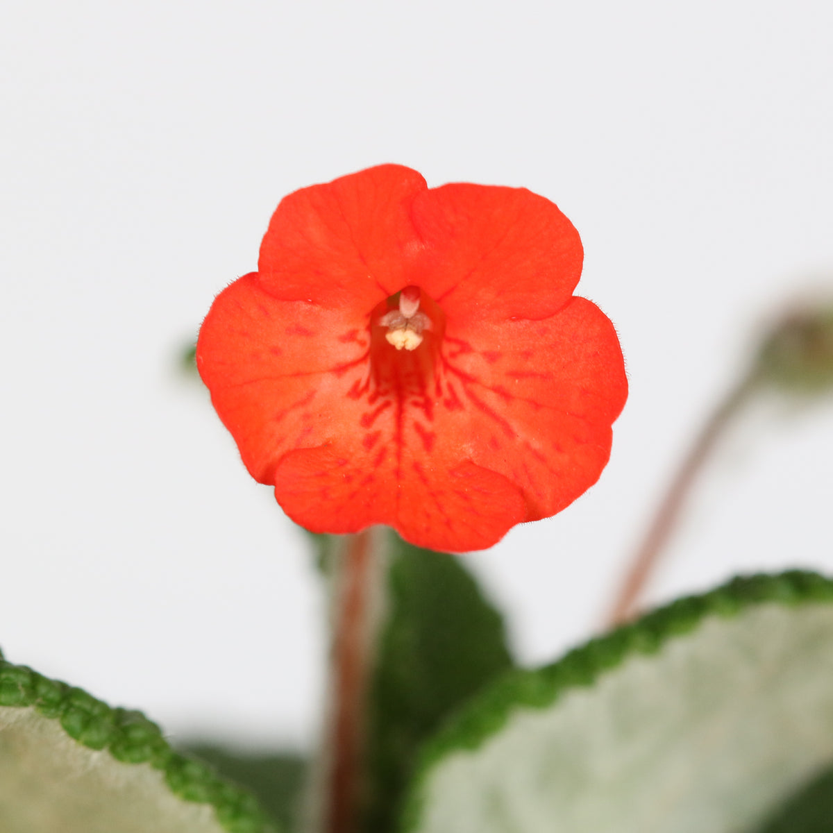 Flower of Emerald Forest Sinningia Bullata (Florianópolis Plant)
