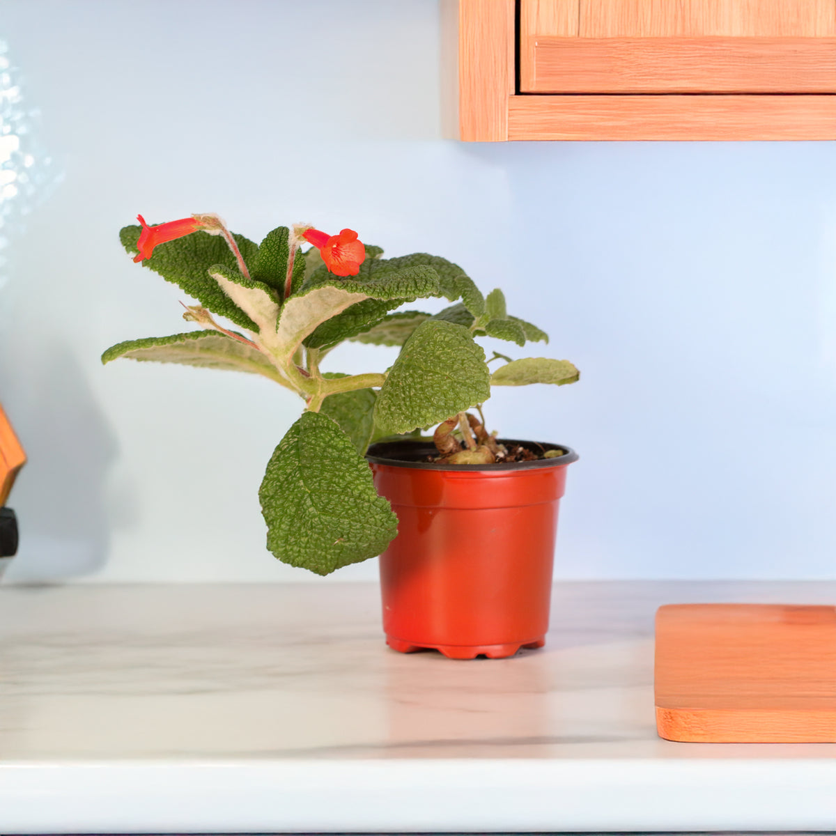 Emerald Forest Sinningia Bullata (Florianópolis Plant) in Kitchen. 