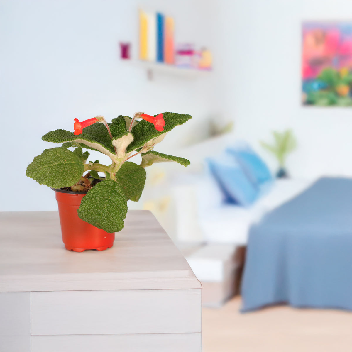 Emerald Forest Sinningia Bullata (Florianópolis Plant) in bedroom. 