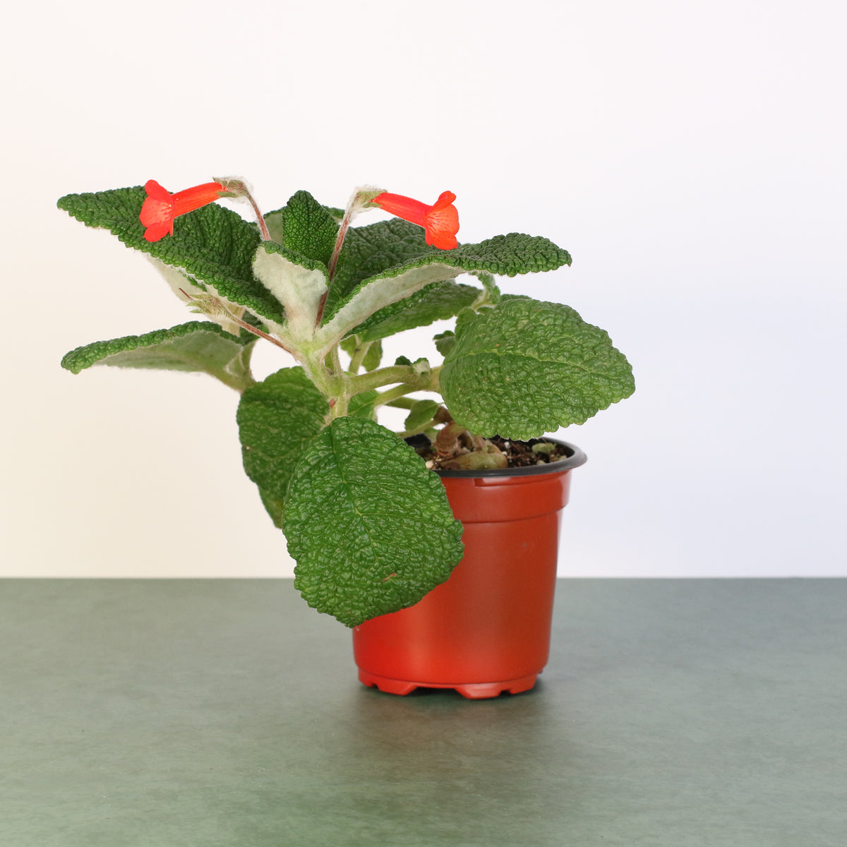 Emerald Forest Sinningia Bullata (Florianópolis Plant)