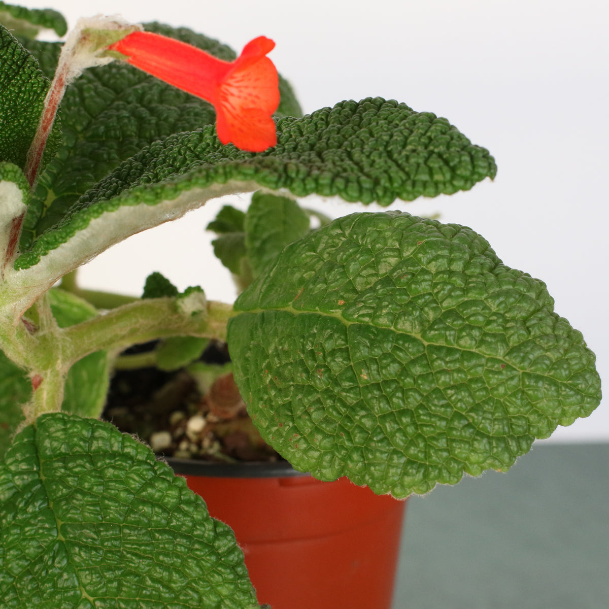 Close Up of Emerald Forest Sinningia Bullata (Florianópolis Plant)