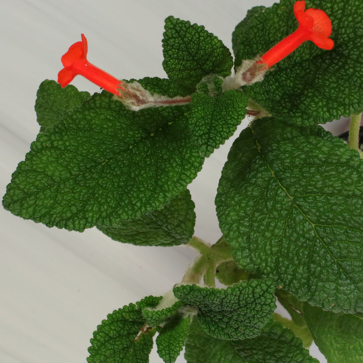 Leaves and Flowers of Emerald Forest Sinningia Bullata (Florianópolis Plant)