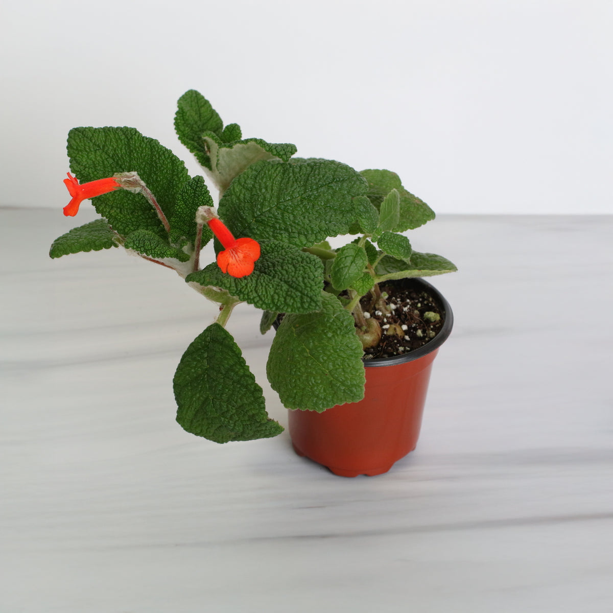 Emerald Forest Sinningia Bullata (Florianópolis Plant)