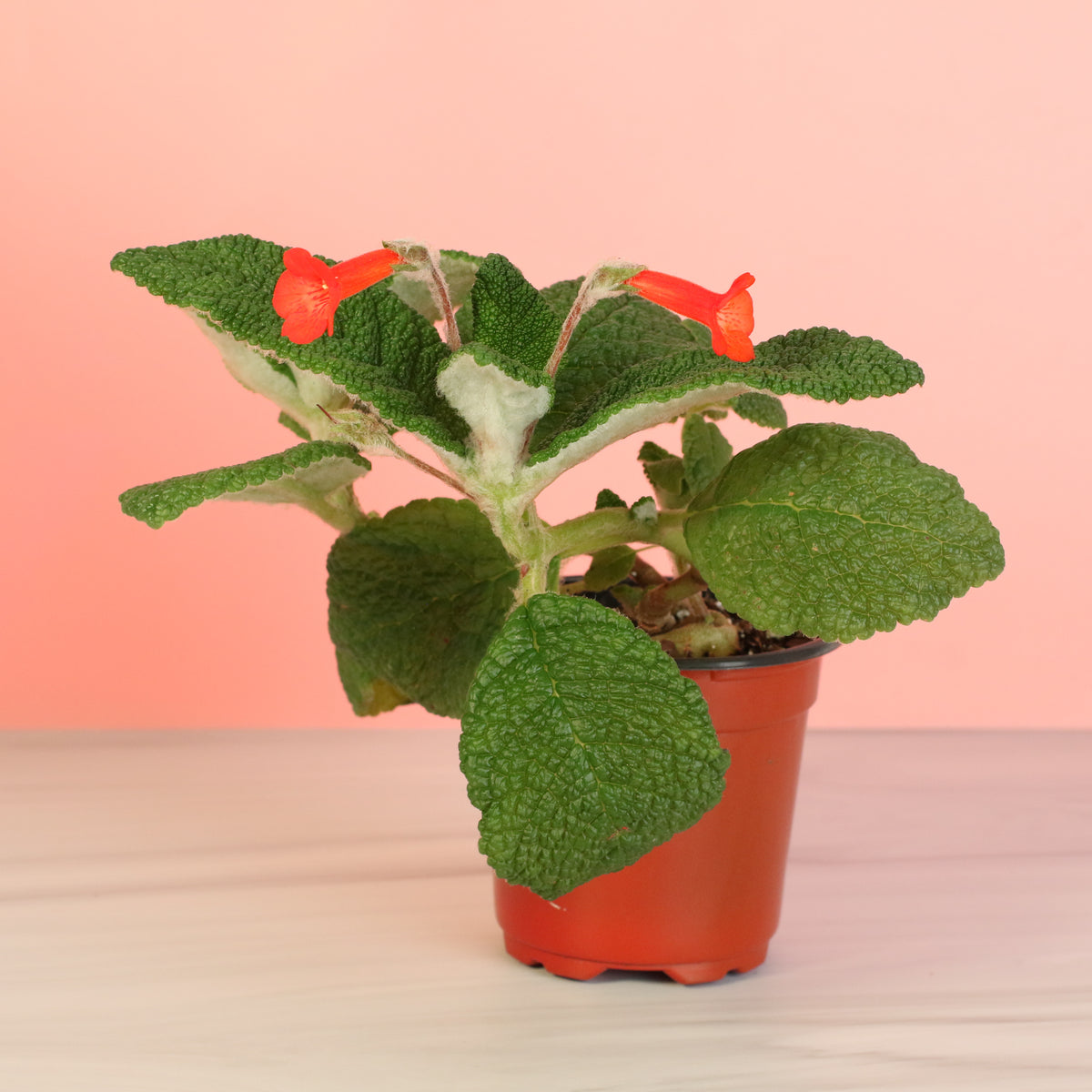 Emerald Forest Sinningia Bullata (Florianópolis Plant)