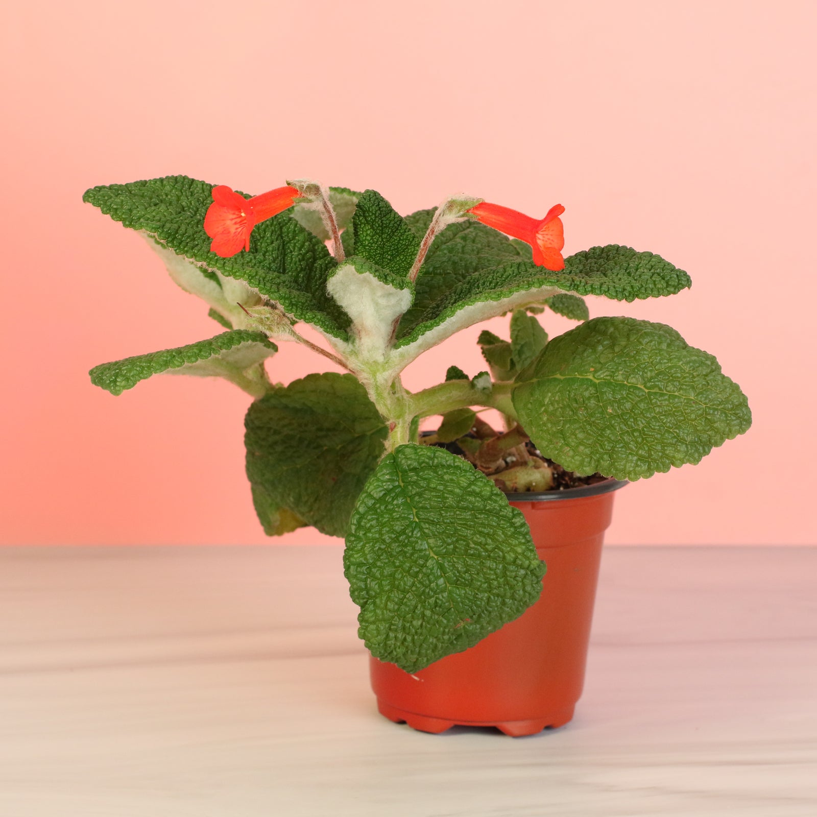 Emerald Forest Sinningia Bullata (Florianópolis Plant)