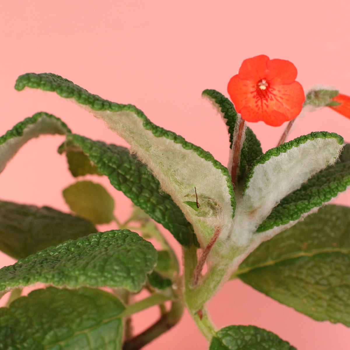 Emerald Forest Sinningia Bullata (Florianópolis Plant)
