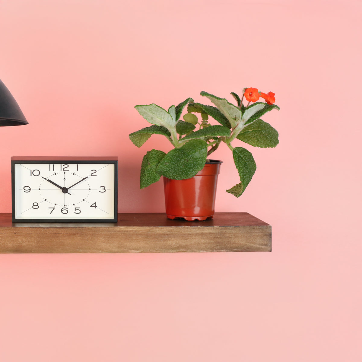 Emerald Forest Sinningia Bullata (Florianópolis Plant)