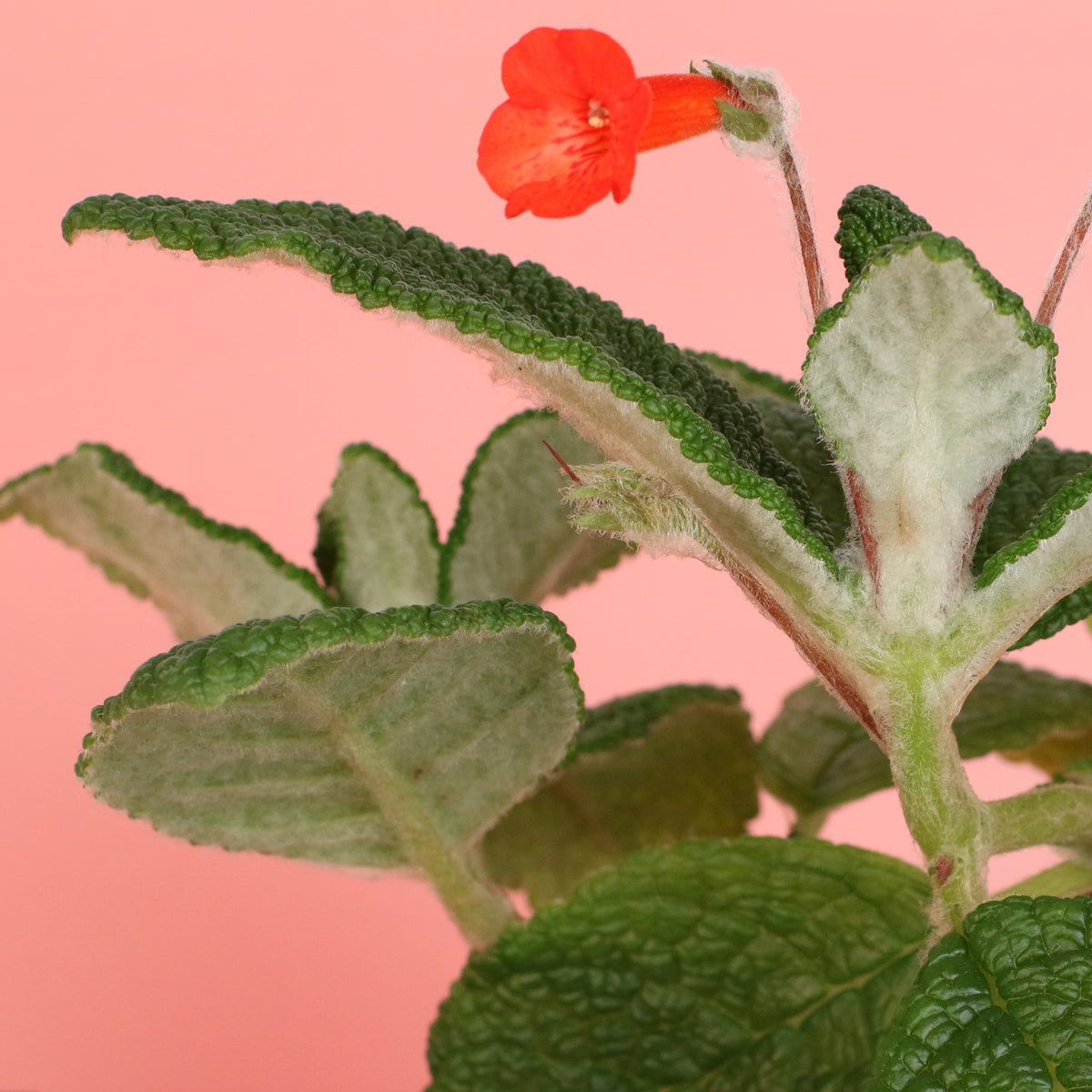 Emerald Forest Sinningia Bullata (Florianópolis Plant)