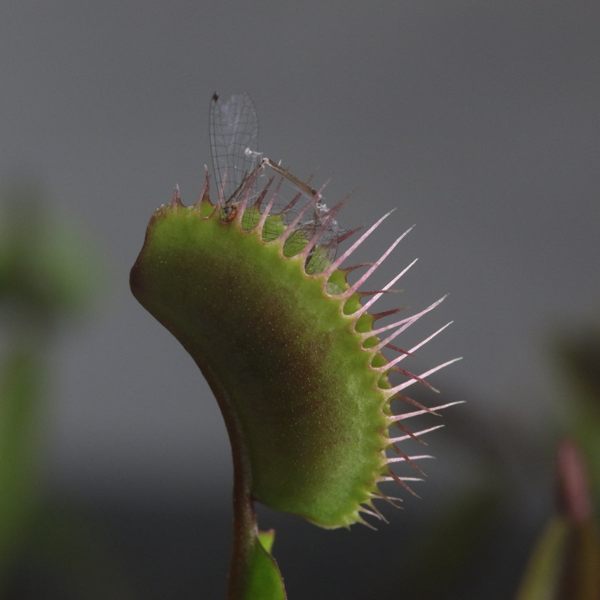 Red Venus Fly Trap eating bug. 
