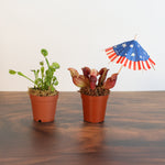 'Hot Bite' Carnivorous Plant Bundle