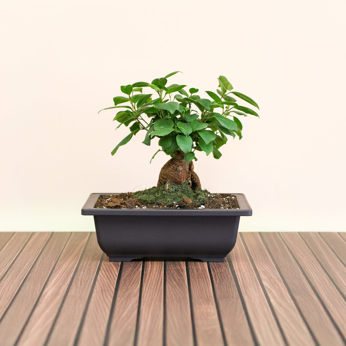 Ficus Ginseng Bonsai