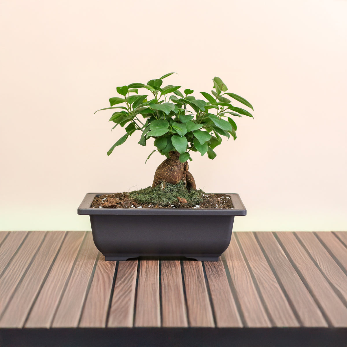 Ficus Ginseng Bonsai