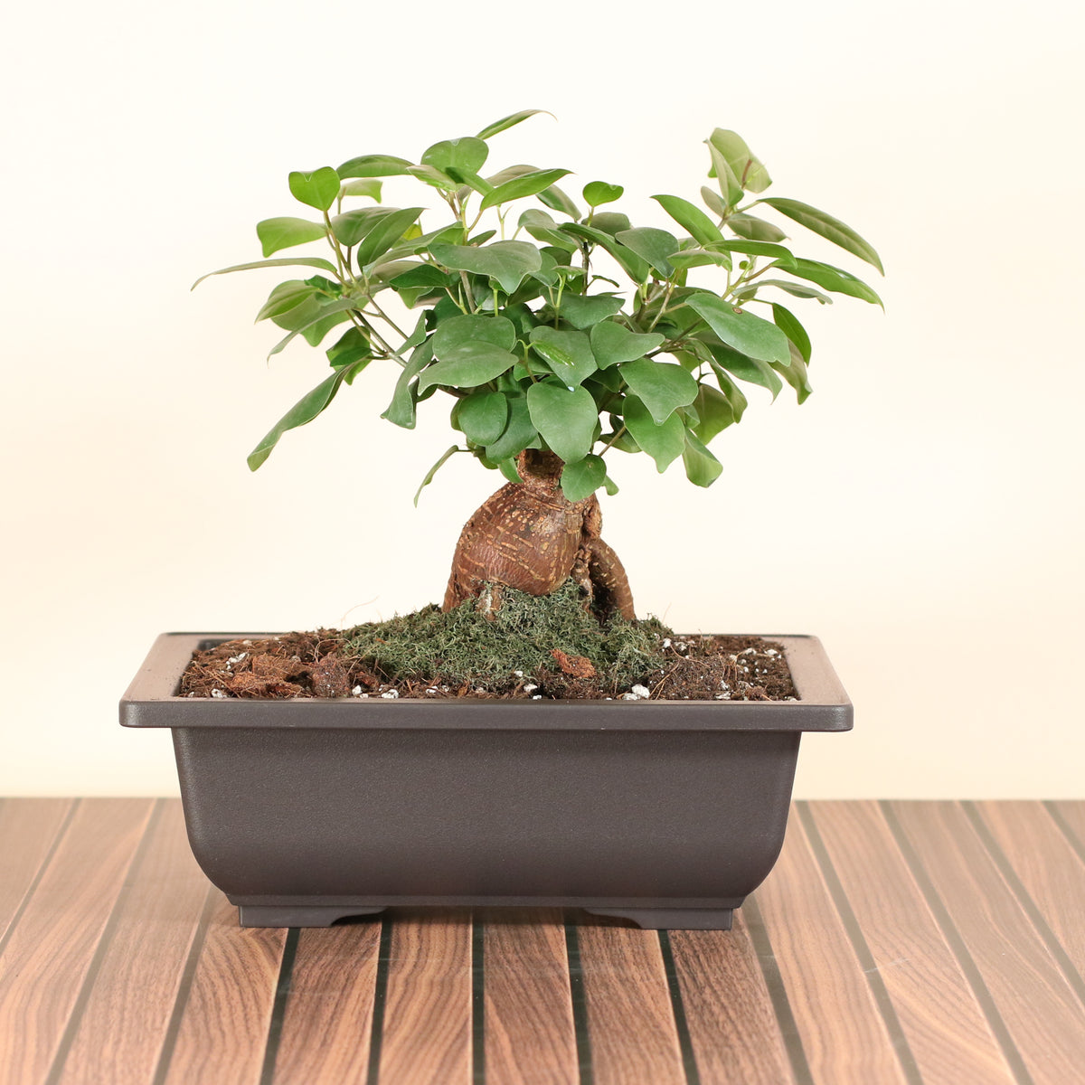 Ficus Ginseng Bonsai