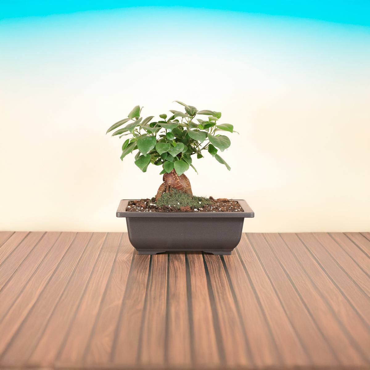 Ficus Ginseng Bonsai