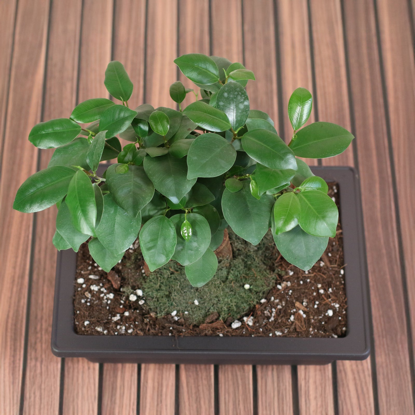 Ficus Ginseng Bonsai