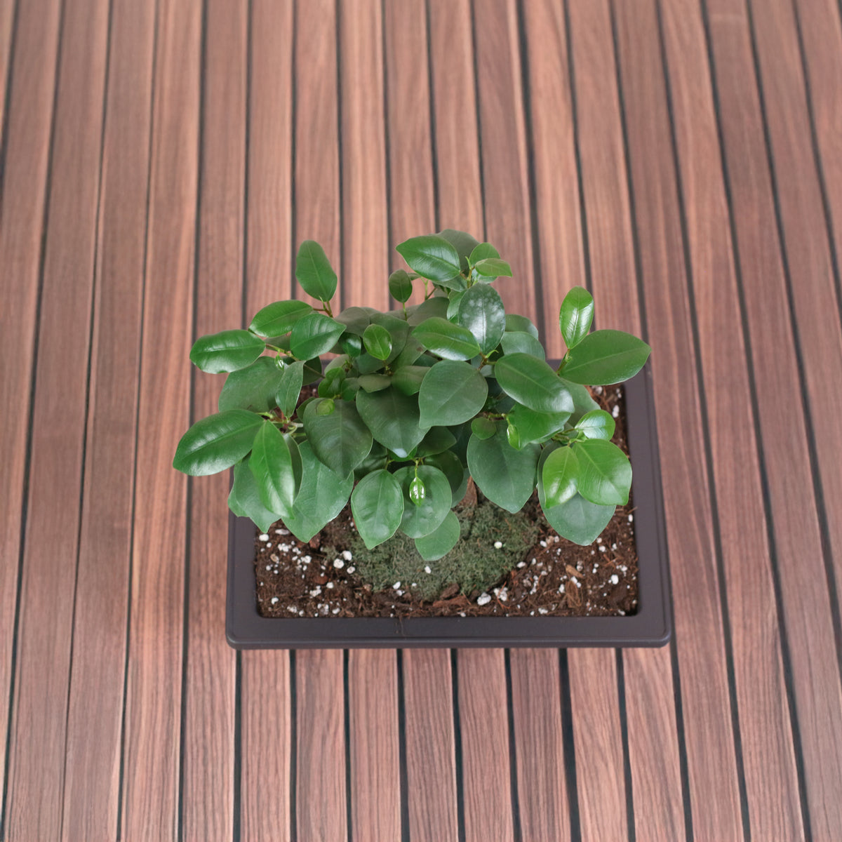 Top View Ficus Ginseng Bonsai