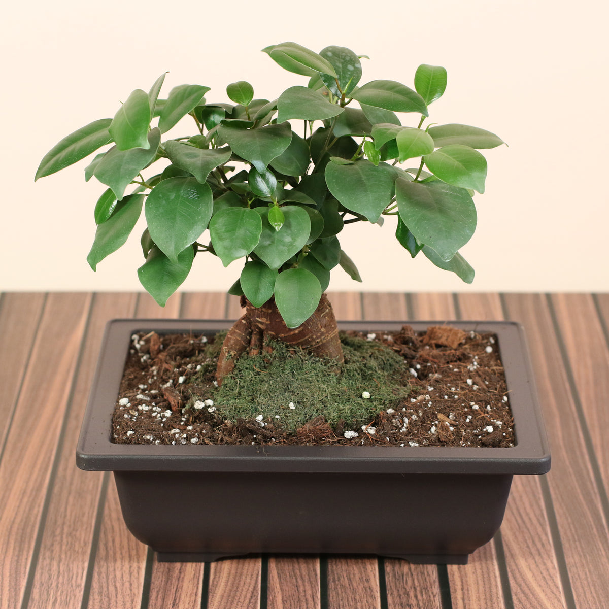 Ficus Ginseng Bonsai