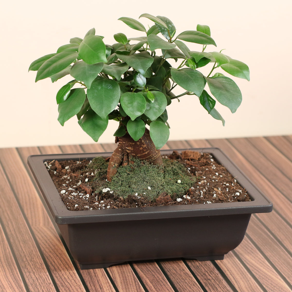 Ficus Ginseng Bonsai
