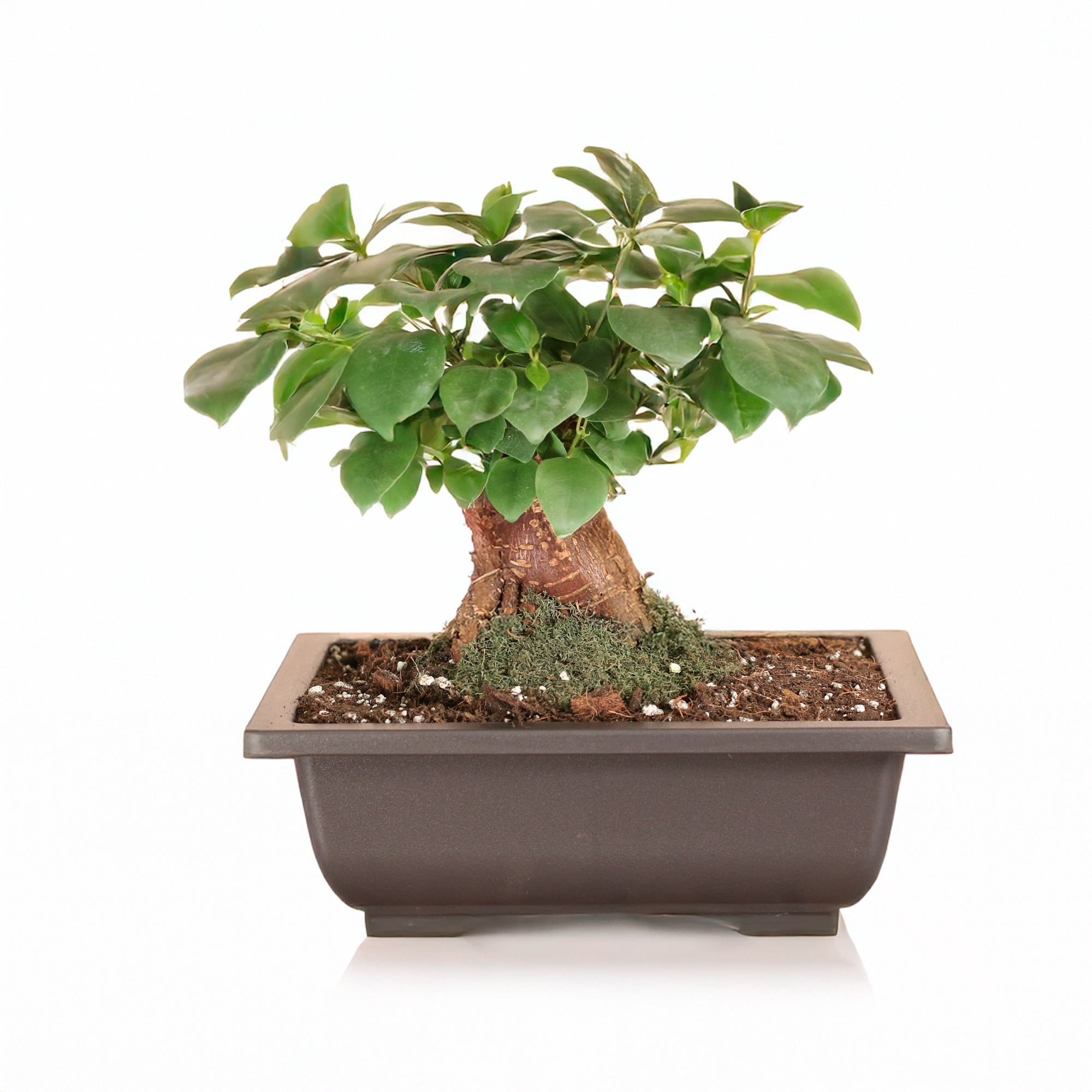 Ficus Ginseng Bonsai