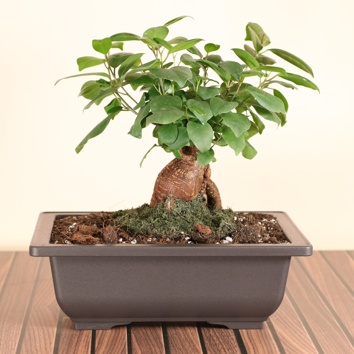Ficus Ginseng Bonsai