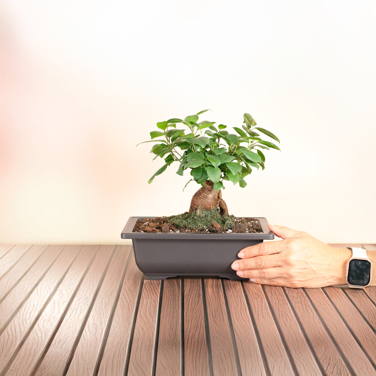 Hand Holding Ficus Ginseng Bonsai