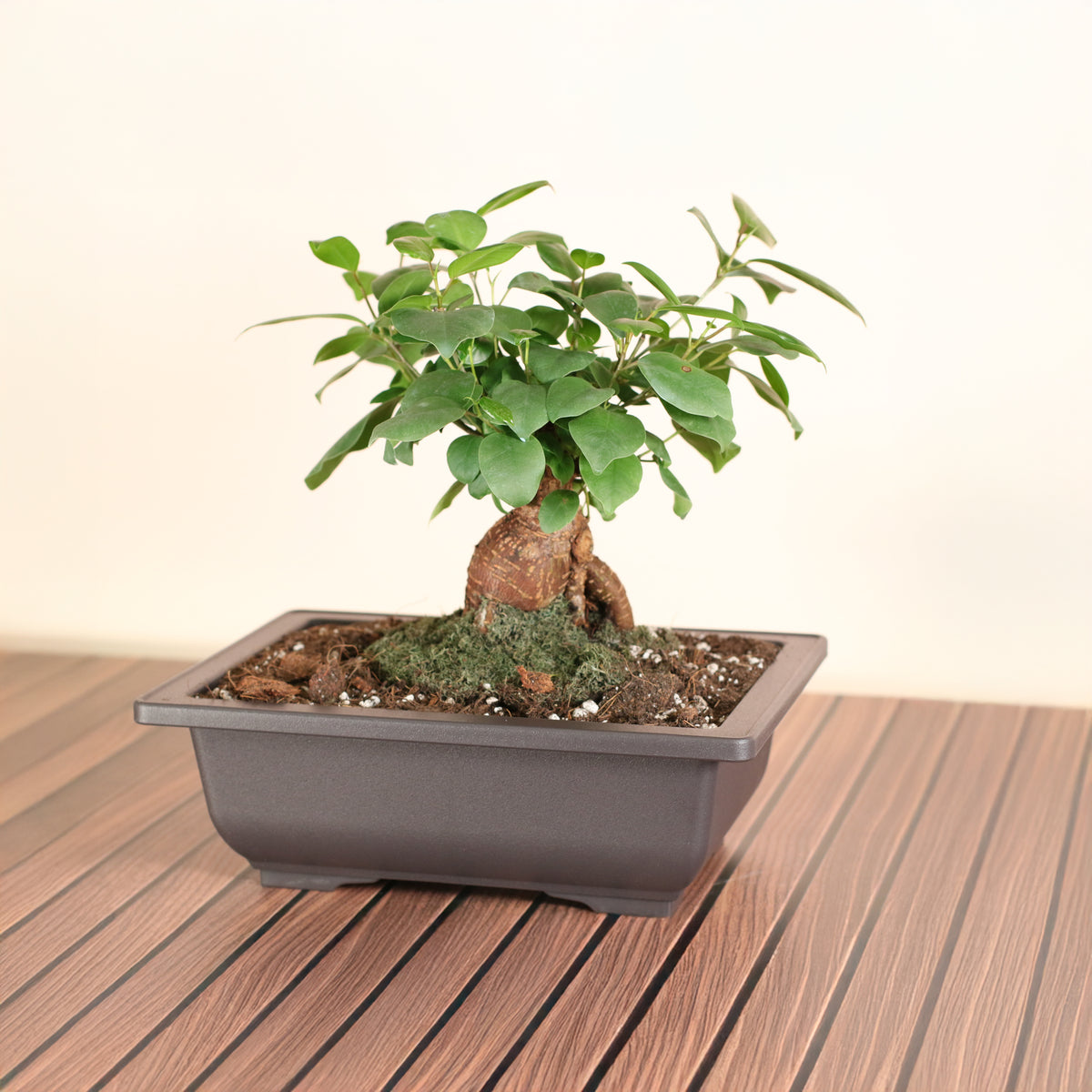 Ficus Ginseng Bonsai