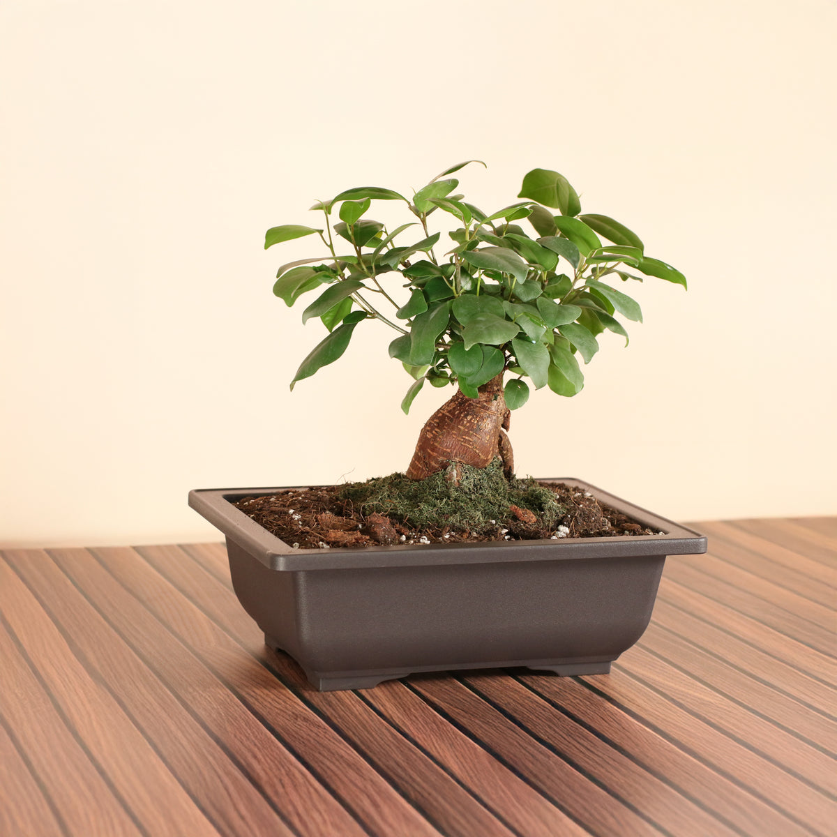 Ficus Ginseng Bonsai