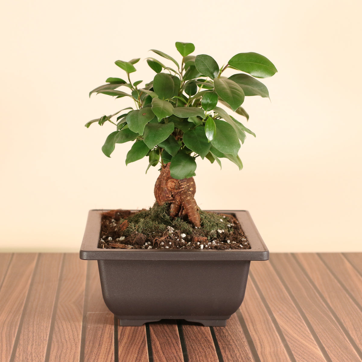 Ficus Ginseng Bonsai