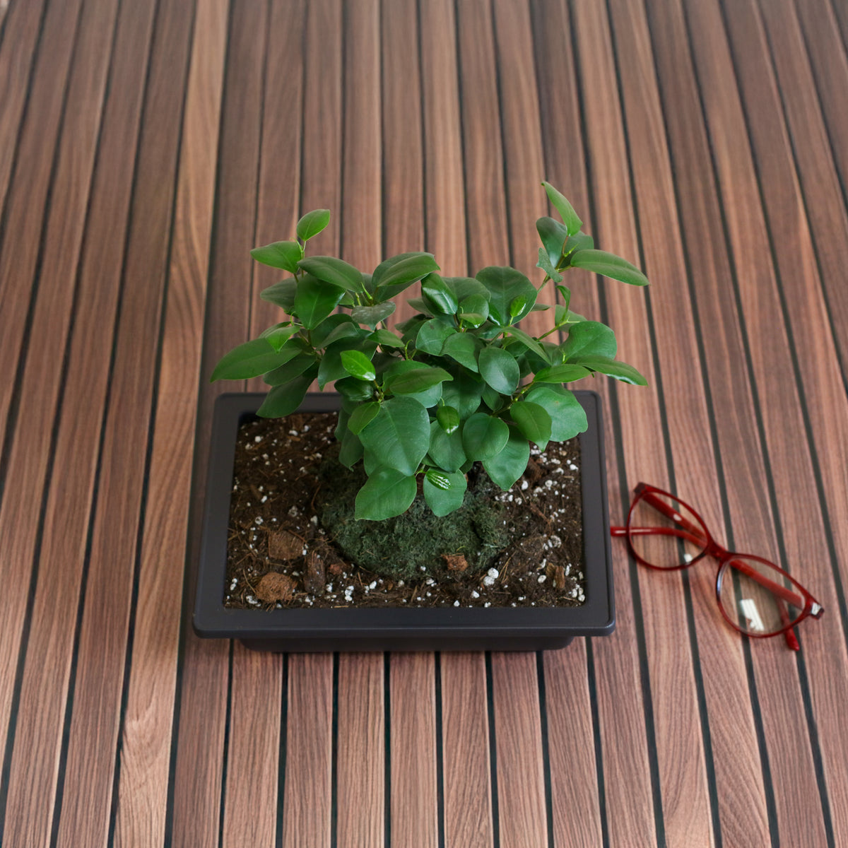 Top View Ficus Ginseng Bonsai