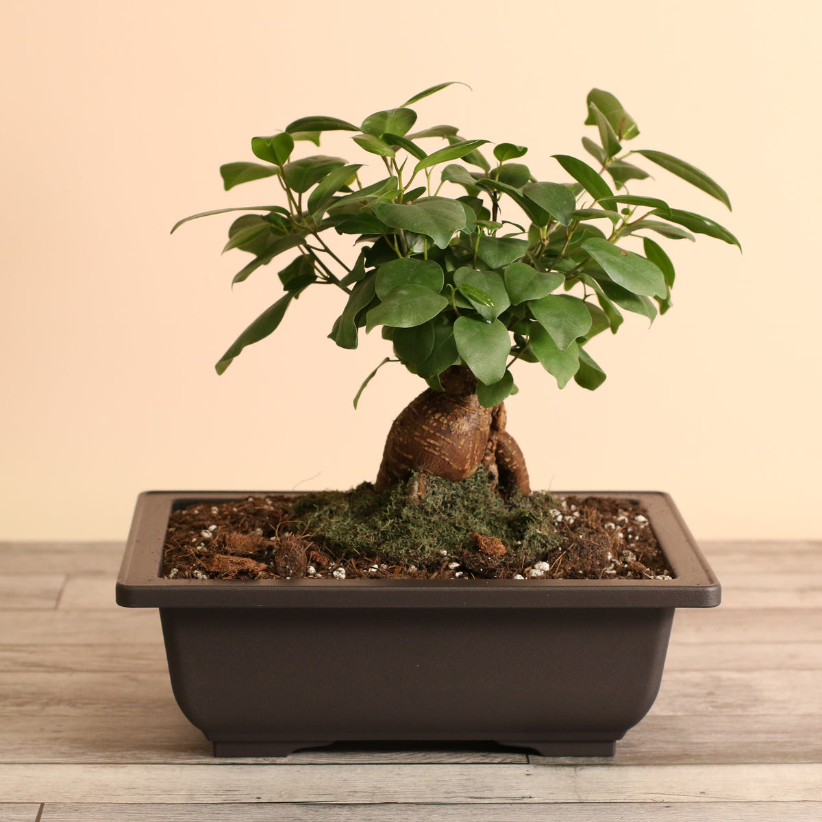 Ficus Ginseng Bonsai
