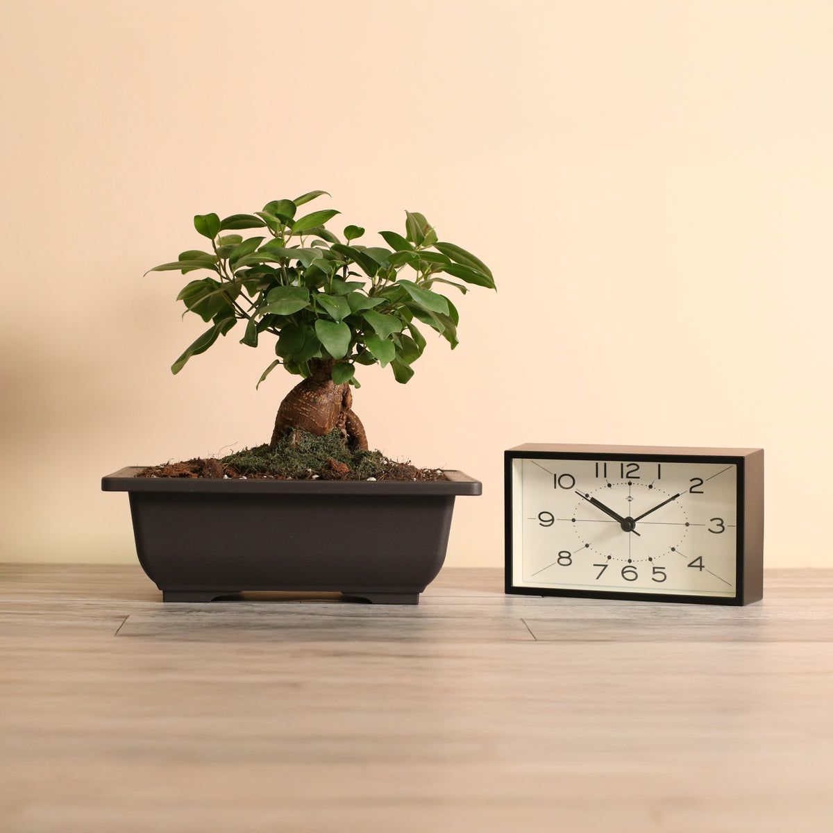 Ficus Ginseng Bonsai