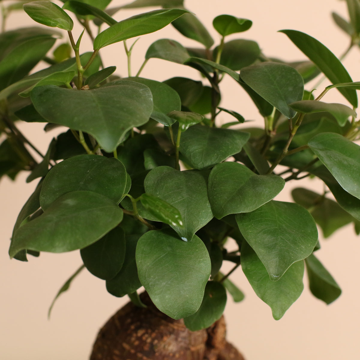 Ficus Ginseng Bonsai