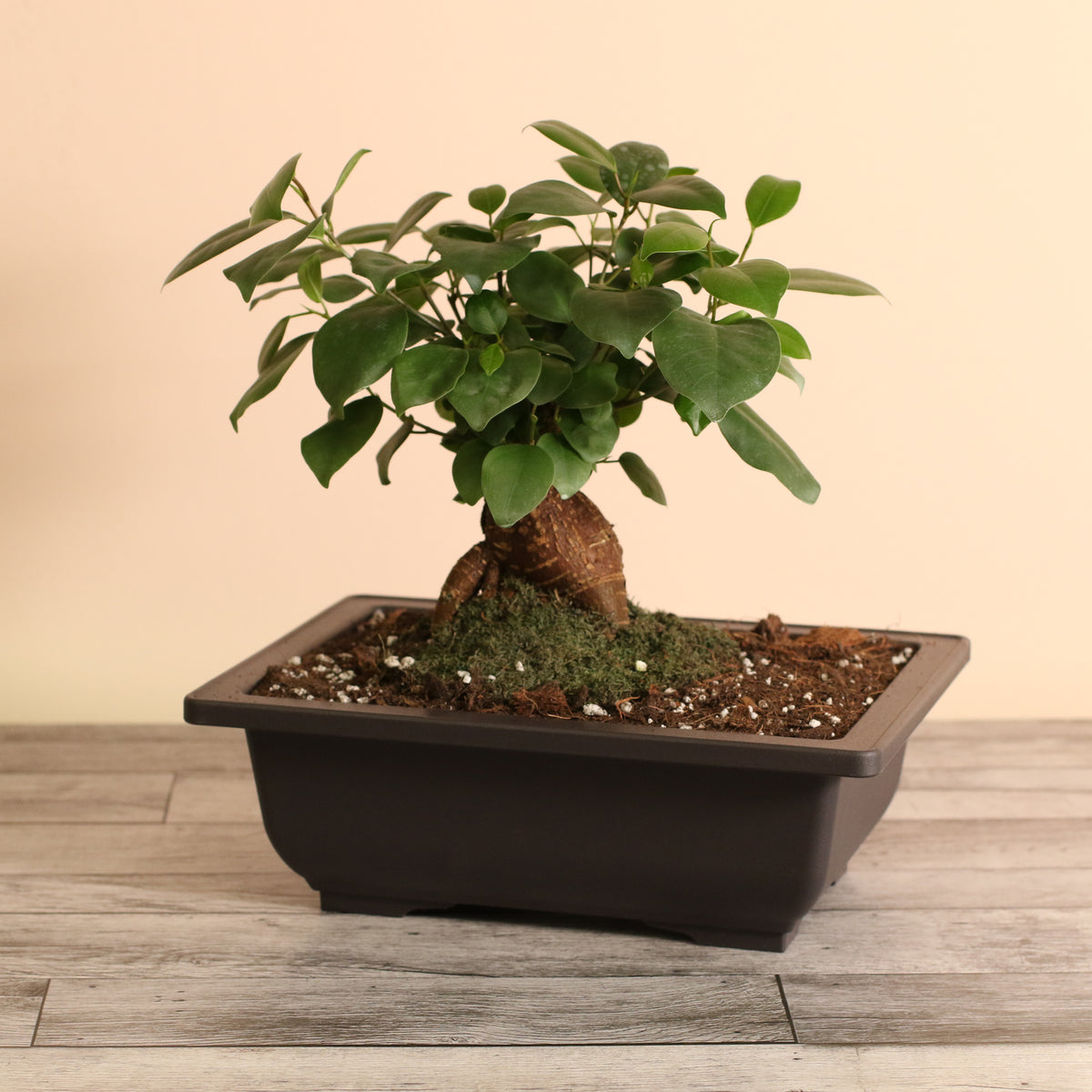 Ficus Ginseng Bonsai