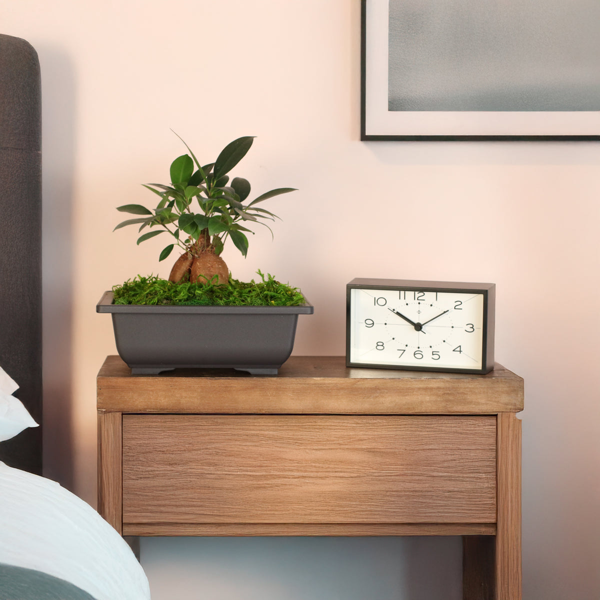 Ficus Ginseng Bonsai on night stand. 