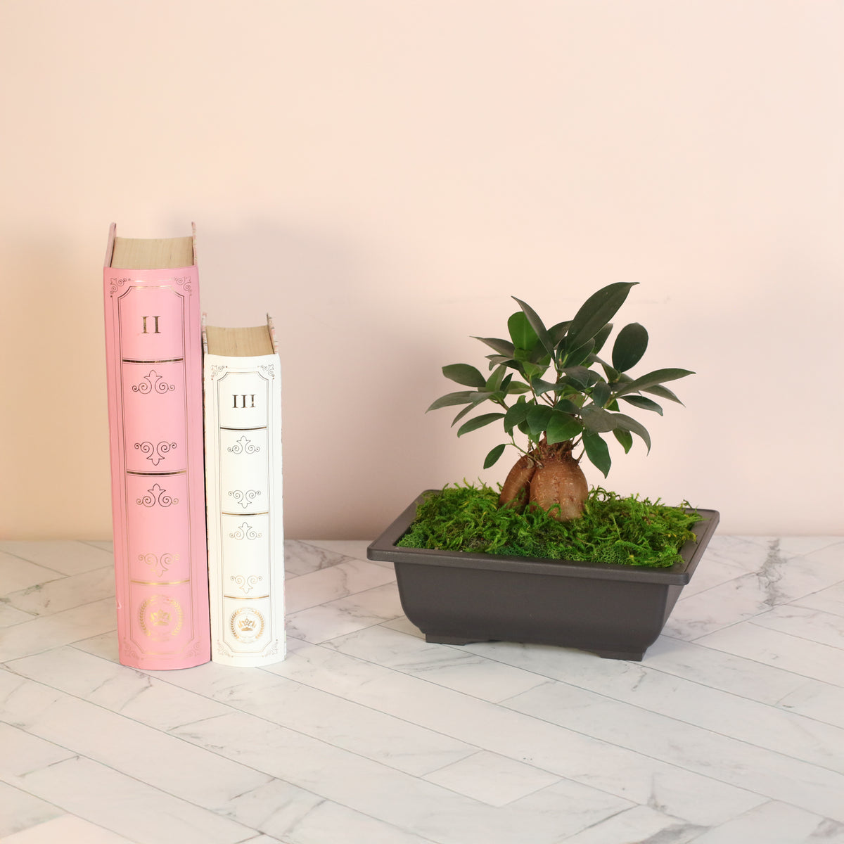 Ficus Ginseng Bonsai next to books