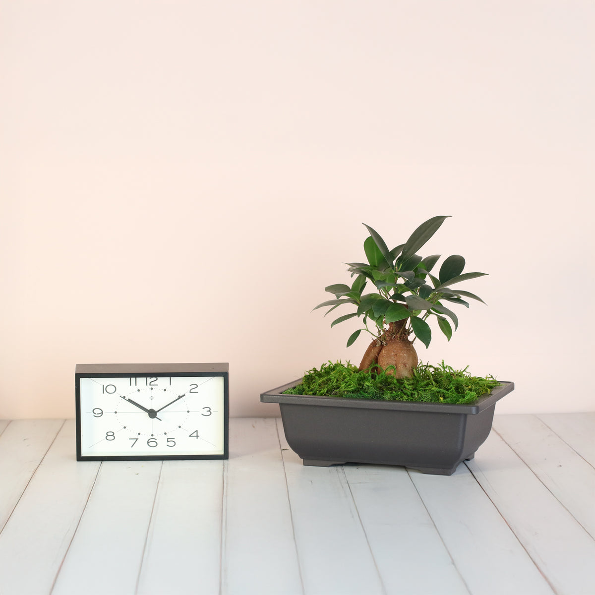 Ficus Ginseng Bonsai next to clock