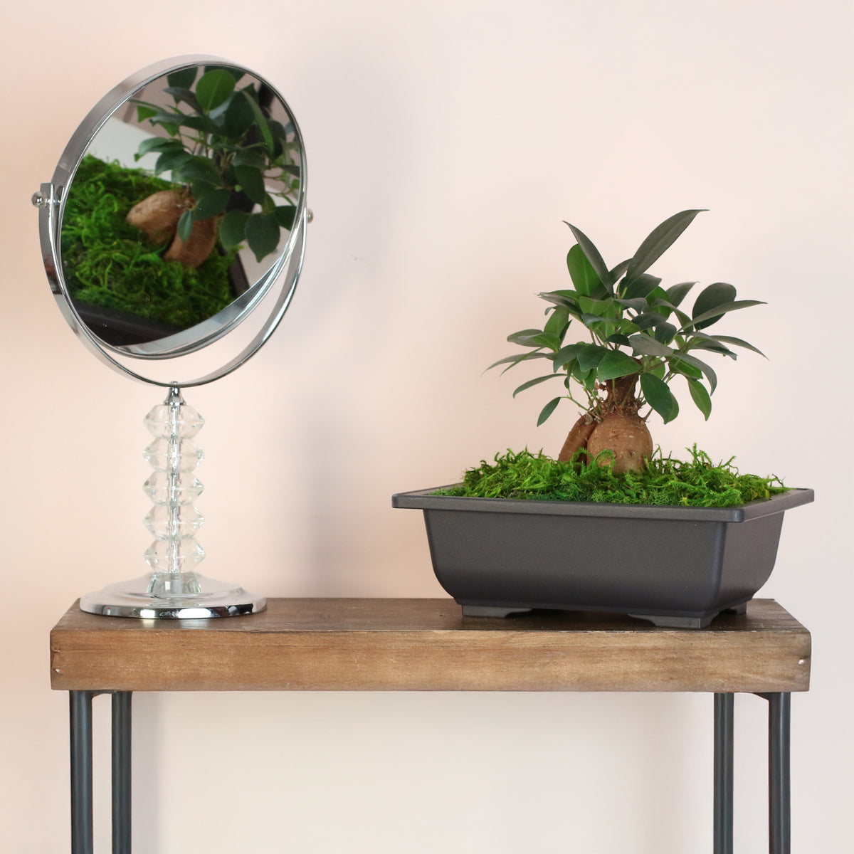 Ficus Ginseng Bonsai next to mirror 
