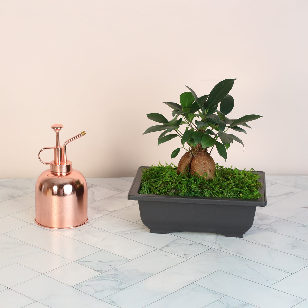 Ficus Ginseng Bonsai next to mister. 