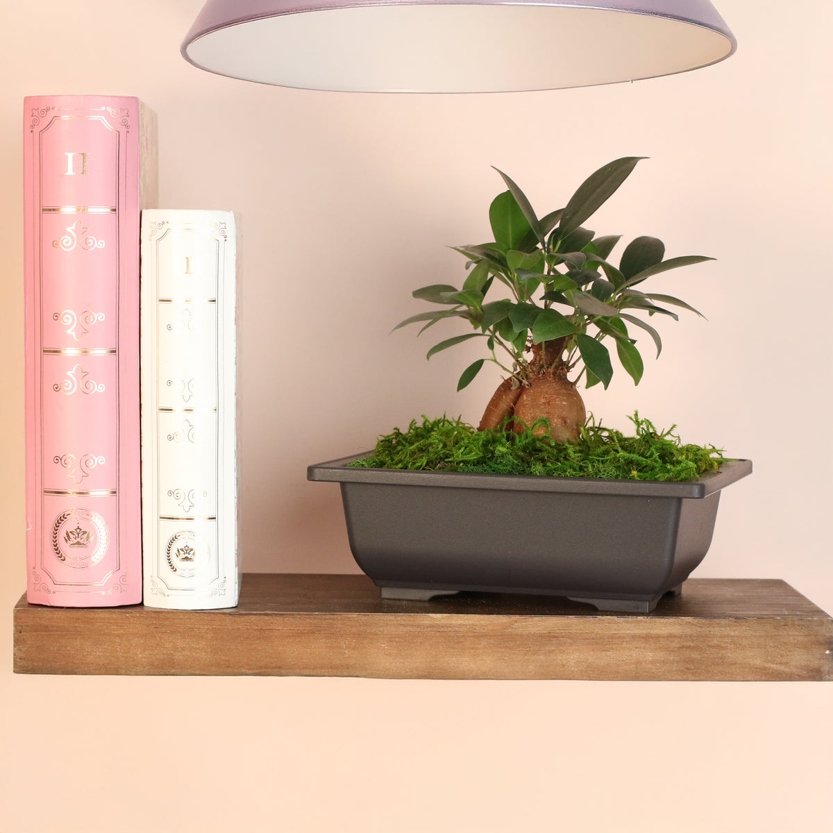 Ficus Ginseng Bonsai on shelf