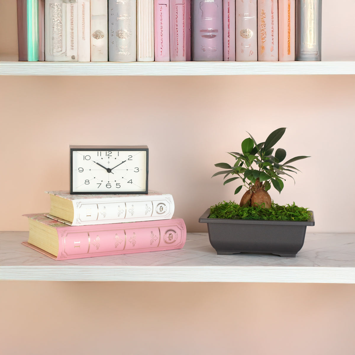 Ficus Ginseng Bonsai on book shelf