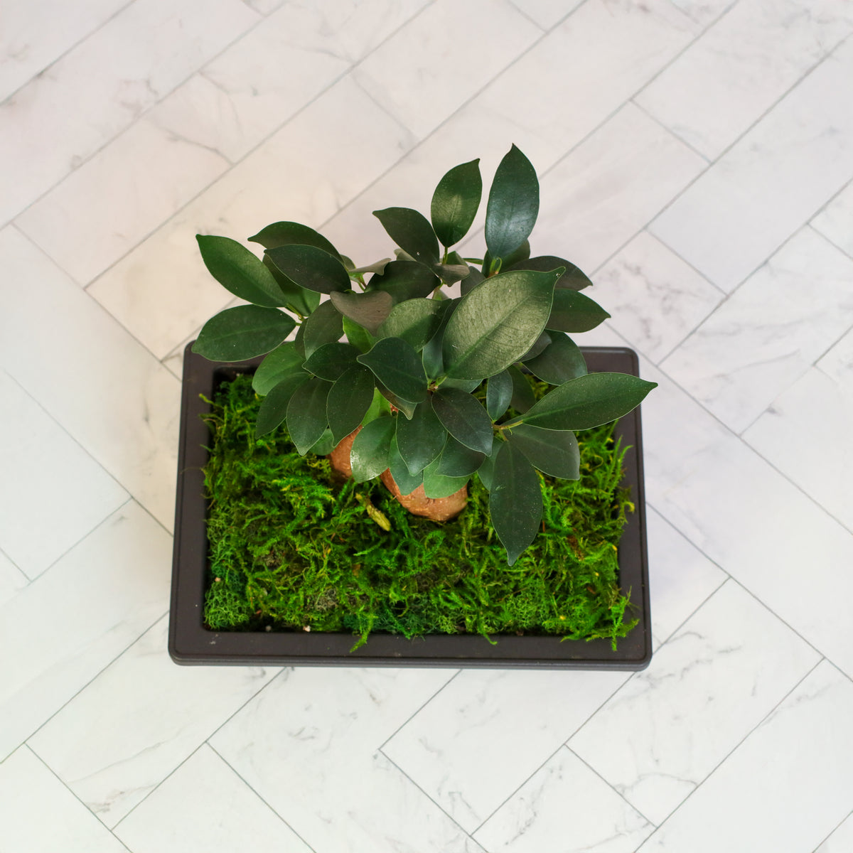 Ficus Ginseng Bonsai