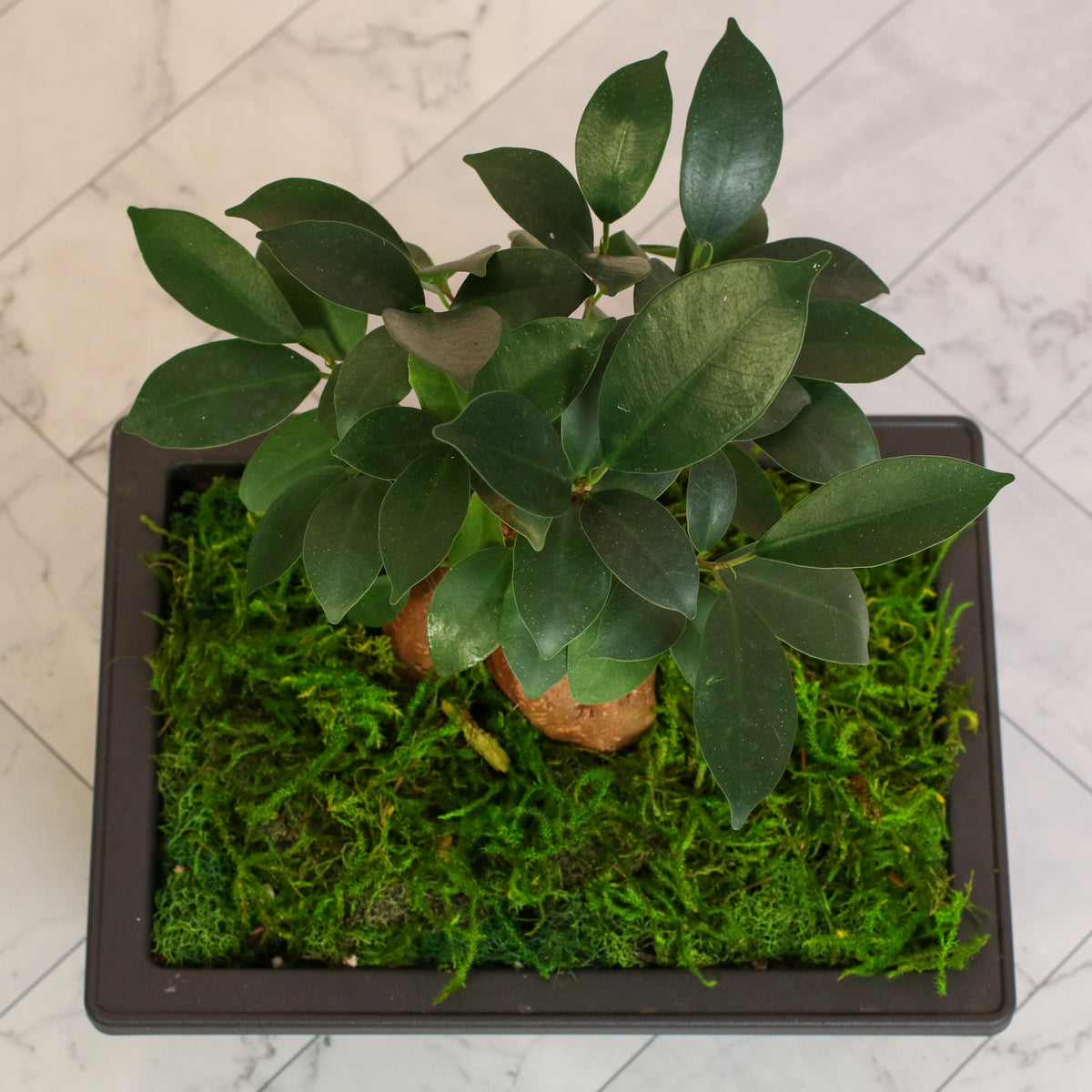 Top view of Ficus Ginseng Bonsai