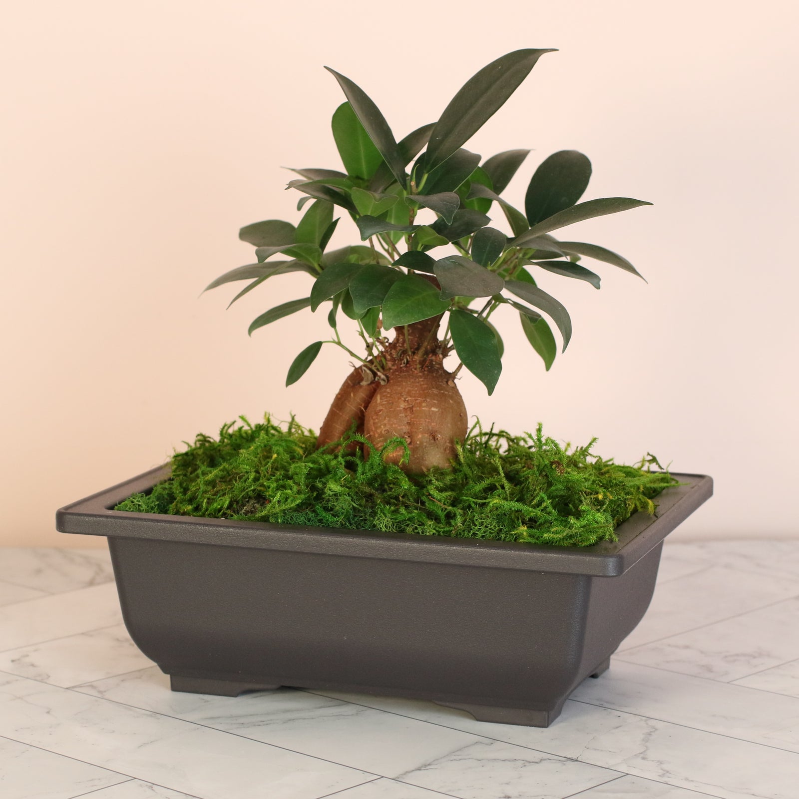 ficus ginseng indoor plant Ficus Ginseng Bonsai