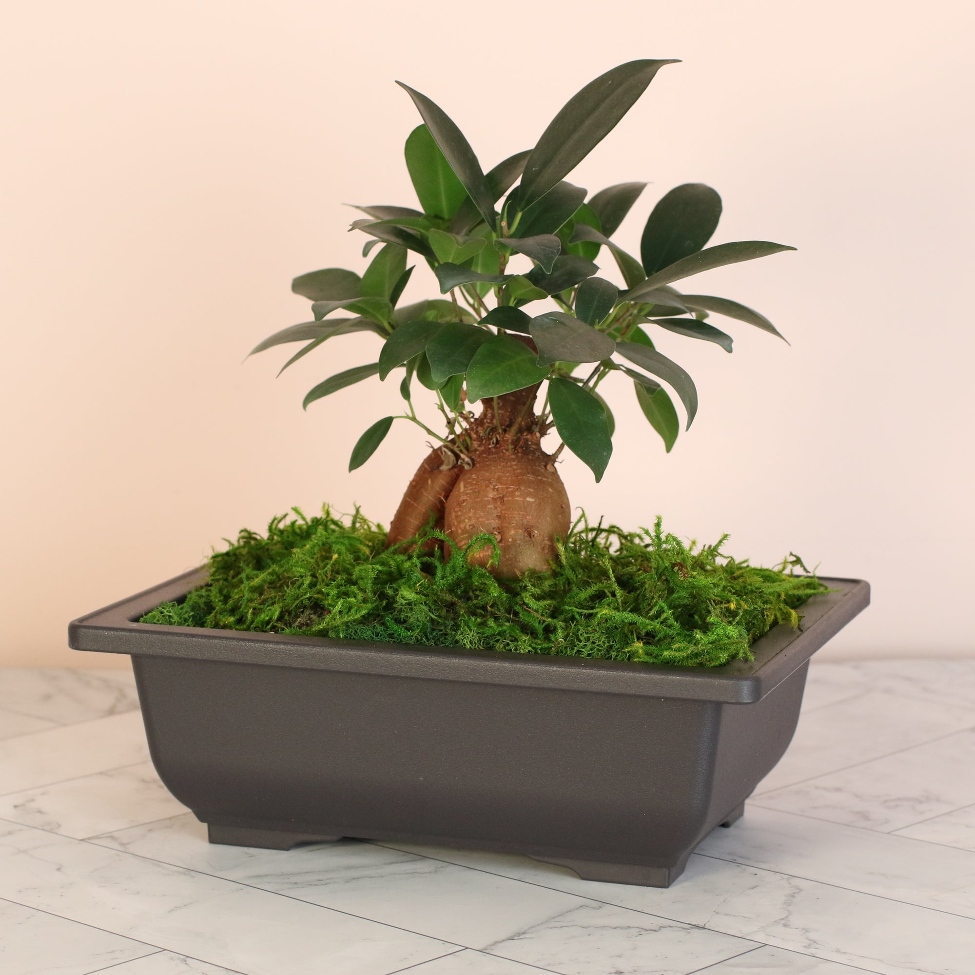 bonsai tree ginseng ficus Ficus Ginseng Bonsai