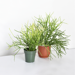 pencil cactus firestick Firesticks Pencil Cactus