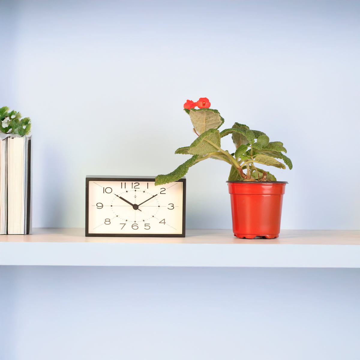 Emerald Forest Sinningia Bullata (Florianópolis Plant) on shelf. 