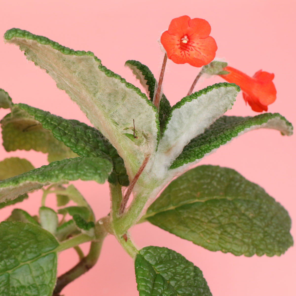 Emerald Forest Sinningia Bullata (Florianópolis Plant)