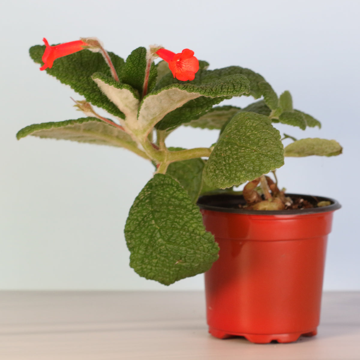 4" Nursery Emerald Forest Sinningia Bullata (Florianópolis Plant)