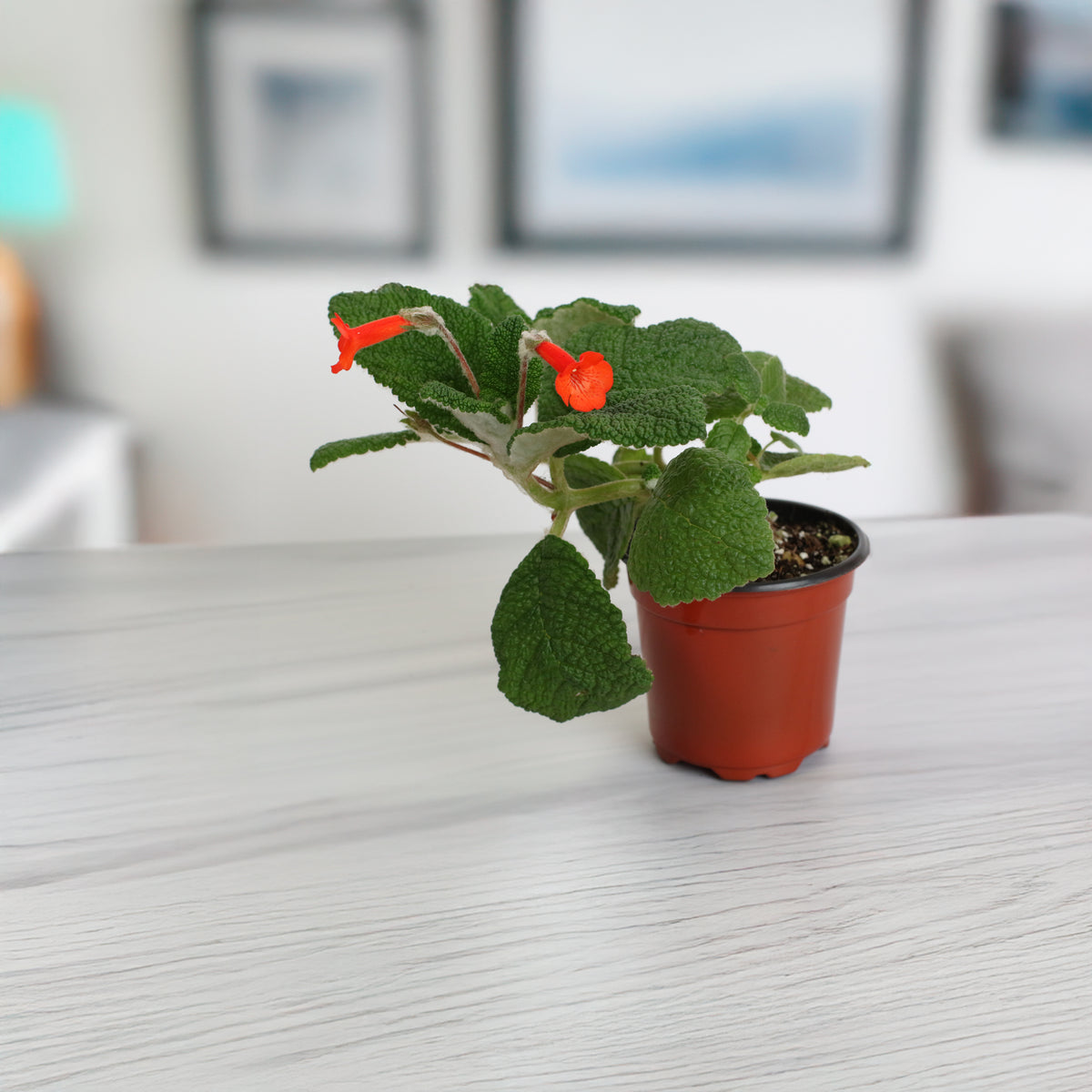 Emerald Forest Sinningia Bullata (Florianópolis Plant)